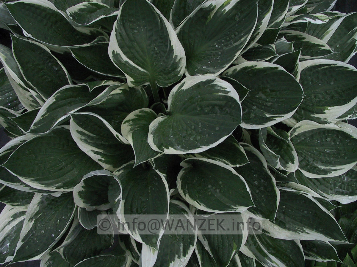 Hosta fortunei Francee 001.JPG